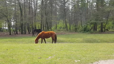 Wild ponies in nature reserve .