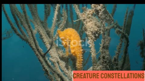 CRAZIEST FACTS ABOUT SEAHORSES!