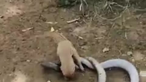 Black Cobra Vs Little Mongoose