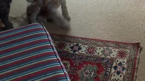 Tan brown dogs play on couch and carpet together