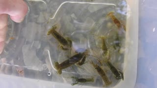 Catching Crayfish at Mud Lake, Ottawa