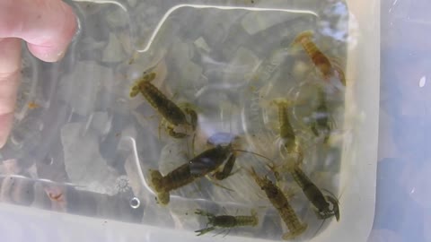 Catching Crayfish at Mud Lake, Ottawa