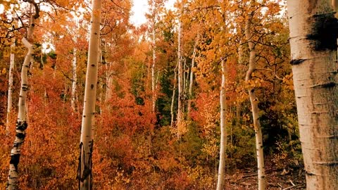 Red leaf forest in canada