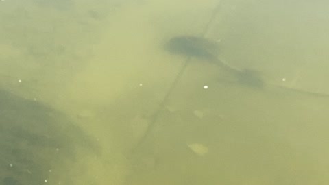 Minnows of the Humber River 45