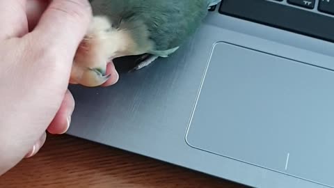 Touching a parrot