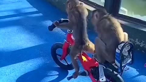 Monkey ride on bicycle 🚲 😎