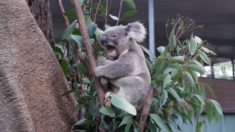 See a Koala scratch, yawn and sleep.