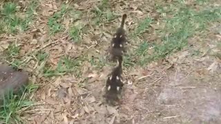 Bulldog Leads Baby Ducklings to Pond