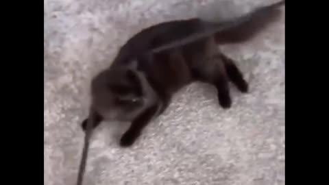 funny cat compilationn..!! so funny