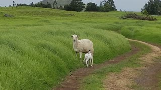 New Born Baby Drinking Milk