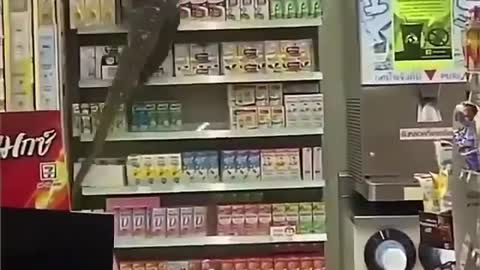 Lagarto 🦎 trepa anaqueles en una tienda de conveniencia