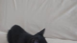 Little Black Kitty plays with toy