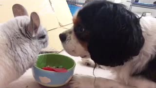 Chinchilla and dog meet for the first time