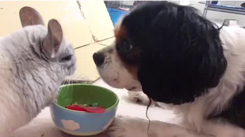 Chinchilla and dog meet for the first time