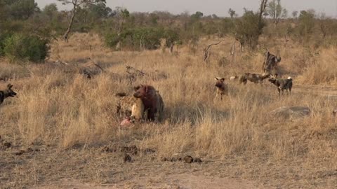 Vicious attack on hyenas by pack of wild dogs