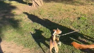 Dog Gets Pulled Strongly After Its Leash Gets Caught