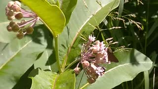 Milkweed