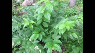 Dreaming of Butterflies and Bees ButtonBush July 2021