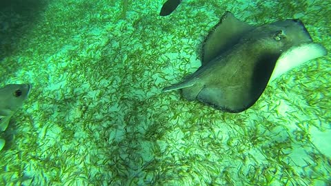 Gigantic stingrays take a serious liking to snorkel guide in Belize
