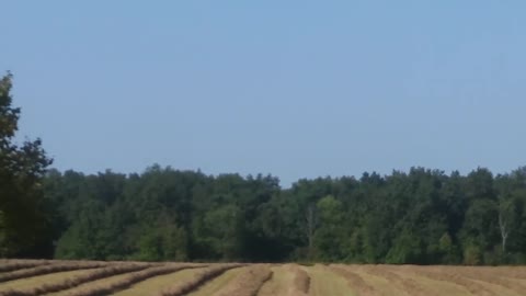 Harvesting Hay, Vultures, Eagles