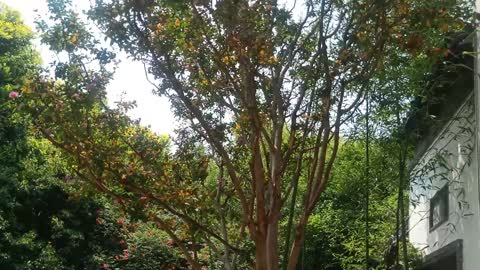 The leaves of this tree are shining golden