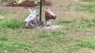 Unicorn Mask Squirrel Feeder