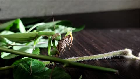 The praying mantis quickly caught and ate a grasshopper