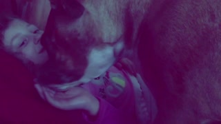 Boxer giving lots of kisses