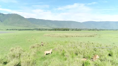 Ngorongoro creater