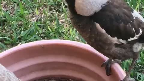 Pet Magpie Thinks She's a Rooster