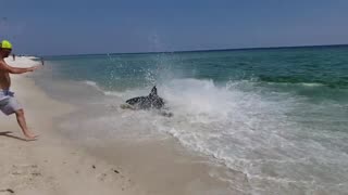 young stranded shark