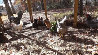 Chickens eating collard greens in slow motion.