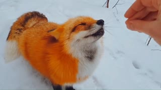 Happy fox