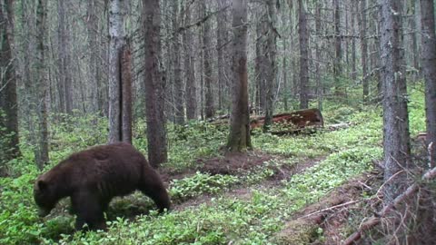 Grizzly Bear Research - Glacier National Park