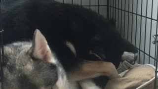 Grey husky lies in cage while black husky lays over him with orange ball