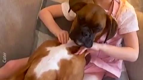 Boxer Dog Enjoys Delightful Massage