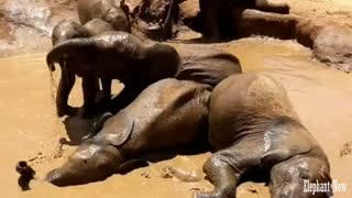 Group Elephants Swim In the lake