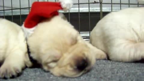 Litter of puppies wear adorable tiny Santa hats