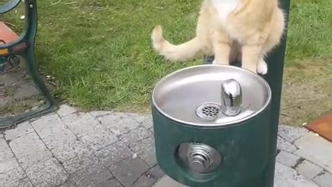Kitty Waits for People to Turn the Tap on for Him