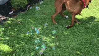 Boxer Bounces for Bubbles