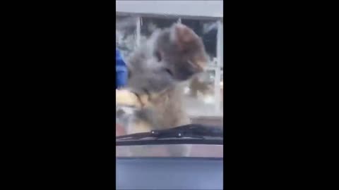 Funny animal videos 2024 🤣 - Funny cats_dogs - 😂 Funny animals