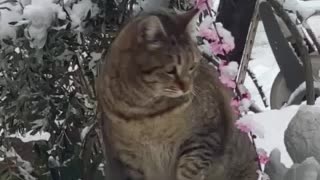 Cat eating snow