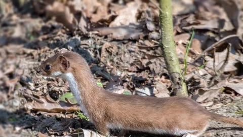 How Fearless The Least Weasel Is!