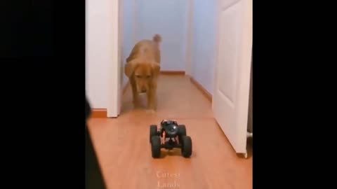 A dog gets scared from RC car