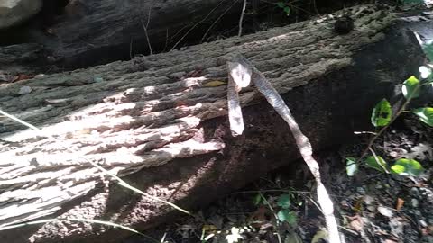 Snakeskin, fell from sky/tree right in front of me hiking