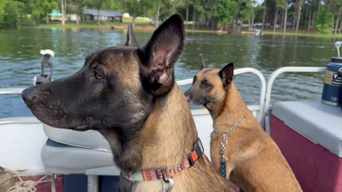 Belgian Malinois dogs first ride on a pontoon boat!🐕🐕🐩