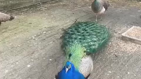 Dancing Peacock video