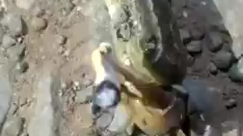 Funny Animals: Crazy Crab Enjoying His Smokes