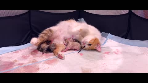 Cat Giving Birth to 5 Kittens With Different Color
