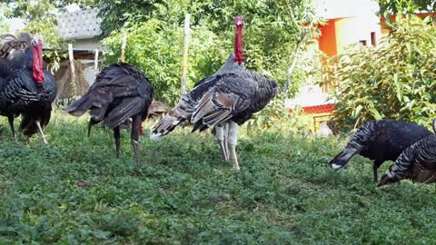 Group_Of_Turkeys_In_A_Liitle_Farm video